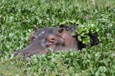 Huge Hippos