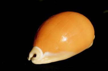 The Golden Cowrie