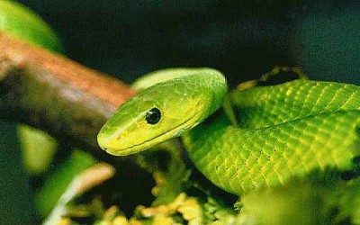 The Green Mamba