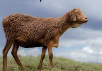 How Lord Delamere Helped the Development of Sheep Farming in Kenya before 1912