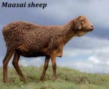 How Lord Delamere Helped the Development of Sheep Farming in Kenya before 1912